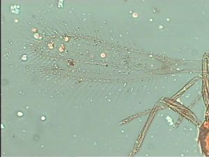 heterotomus Htype 3.jpg