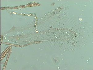 heterotomus Htype 4.jpg