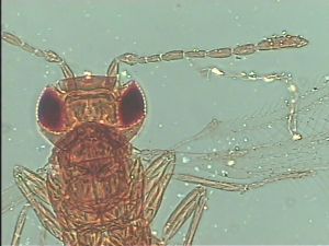 heterotomus Htype 5.jpg