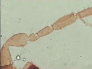 heterotomus Htype 8.jpg