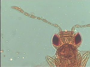 heterotomus Htype 9.jpg