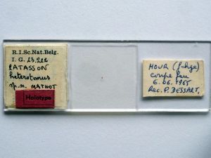 heterotomus Htype s.JPG