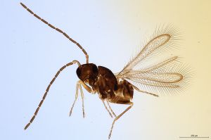 lameerei Atype-0.jpg