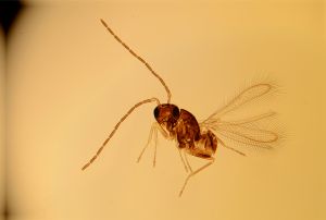 lameerei Atype-1.jpg