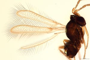 lameerei Htype 0-1.jpg