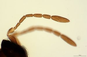 lameerei Htype 0-3.jpg