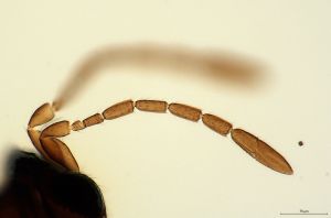 lameerei Htype 0-4.jpg