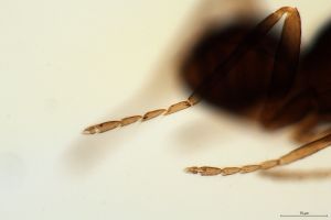 lameerei Htype 0-5.jpg