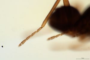 lameerei Htype 0-6.jpg