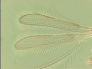 lameerei Htype 1.jpg