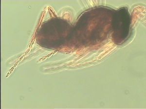 lameerei Htype 10.jpg