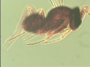 lameerei Htype 11.jpg