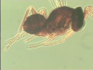 lameerei Htype 12.jpg