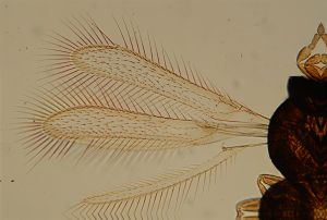 lameerei Htype 13.jpg