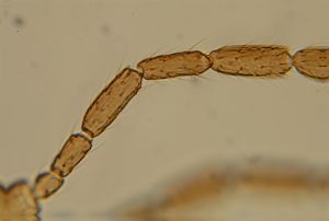 lameerei Htype 15.jpg