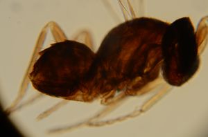 lameerei Htype 17.jpg