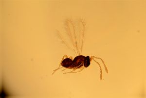 lameerei Htype 18.jpg