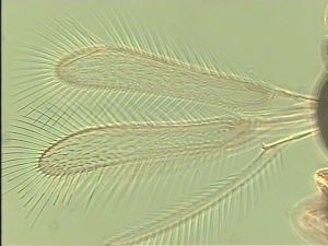 lameerei Htype 2.jpg