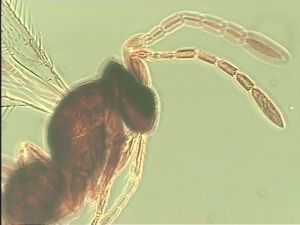 lameerei Htype 3.jpg