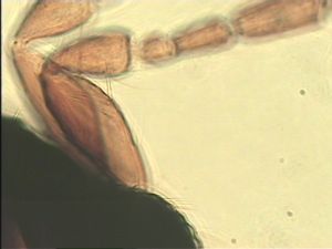 lameerei Htype 4.jpg