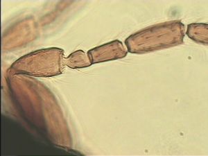 lameerei Htype 5.jpg