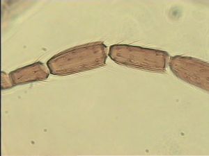 lameerei Htype 6.jpg