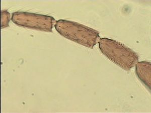 lameerei Htype 7.jpg