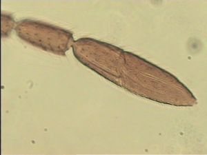 lameerei Htype 8.jpg