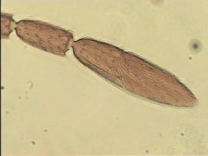 lameerei Htype 9.jpg