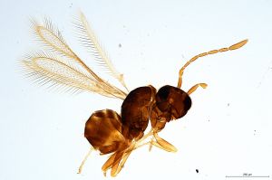 nigra  Soyka Htype 0.jpg