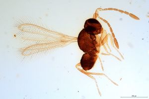 parciventris  Soyka Htype 0.jpg