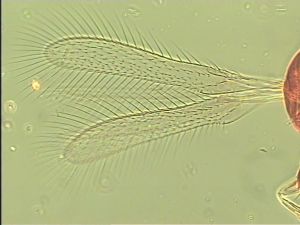 parciventris Htype 1.jpg