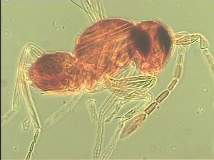 parciventris Htype 10.jpg