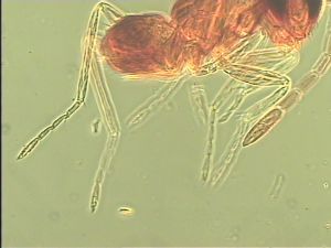 parciventris Htype 11.jpg