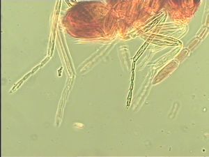 parciventris Htype 12.jpg