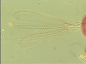 parciventris Htype 2.jpg