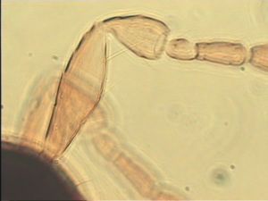 parciventris Htype 4.jpg