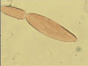 parciventris Htype 9.jpg