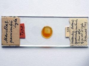 parciventris Htype s.JPG