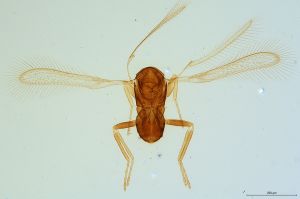 reducta  Soyka Htype 0.jpg