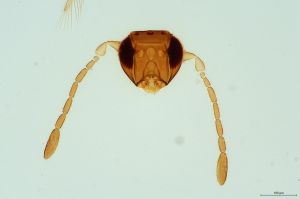 reducta Htype 0-1.jpg