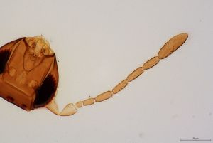 reducta Htype 0-2.jpg