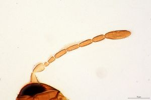 reducta Htype 0-3.jpg