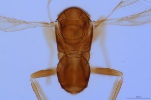 reducta Htype 0-4.jpg