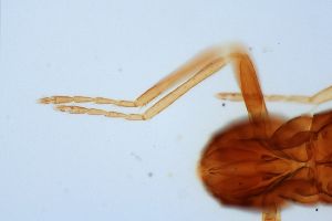 reducta Htype 0-5.jpg