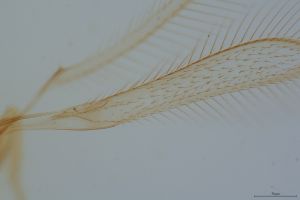 reducta Htype 0-6.png