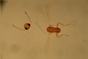 reducta Htype 10.jpg