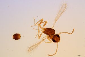 valkenburgica  Soyka Htype 0.jpg