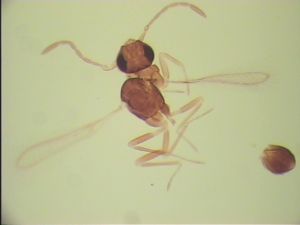 valkenburgica Htype 1.jpg