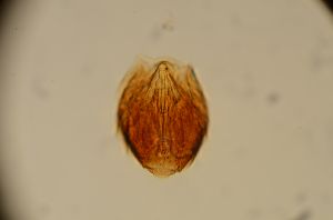 valkenburgica Htype 2.jpg